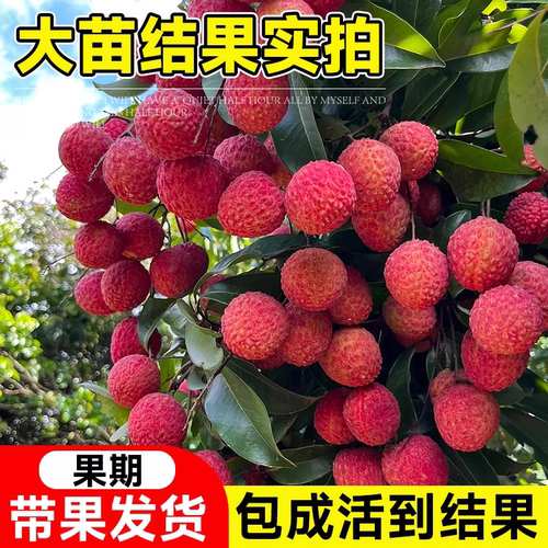 荔枝树苗嫁接果树无核桂味妃子笑特大号南北方庭院盆栽四季水果苗 - 图2