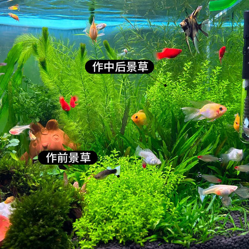 高珍珠草水草杯无菌杯日本高珍珠植物鱼缸造景阴性爬地矮草坪专用 - 图0