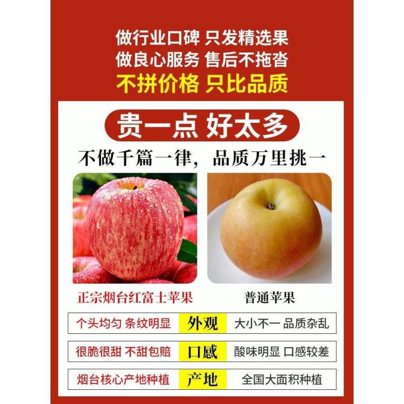 山东烟台红富士10斤苹果水果新鲜整箱包邮冰糖心栖霞平果5一级-图3