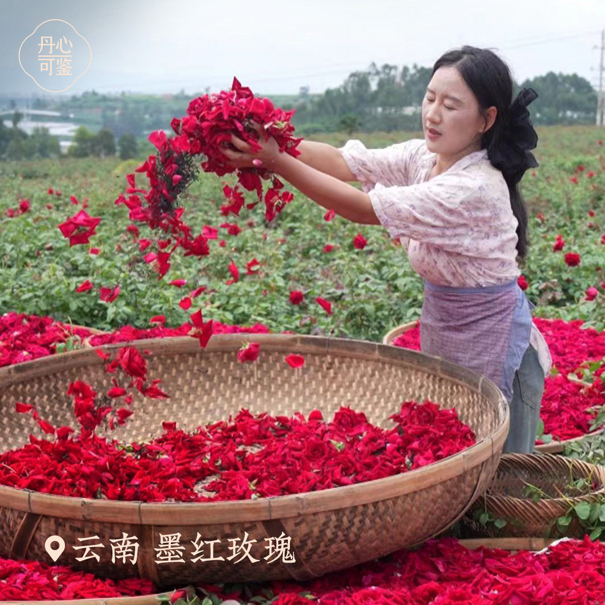 丹心可鉴 乡愁沈丹玫瑰花茶红茶小种50g罐装,淘宝优惠券,粉丝福利购,淘宝优惠卷