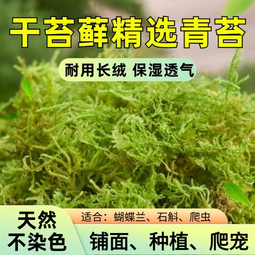 天然干苔藓青苔养花专用兰花铺面花盆铺面苔藓水苔宠物垫材专用土 - 图0