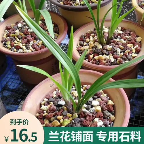 兰花专用铺面石料花盆养花的小石头白红火烧土颗粒火山石子金植料 - 图2