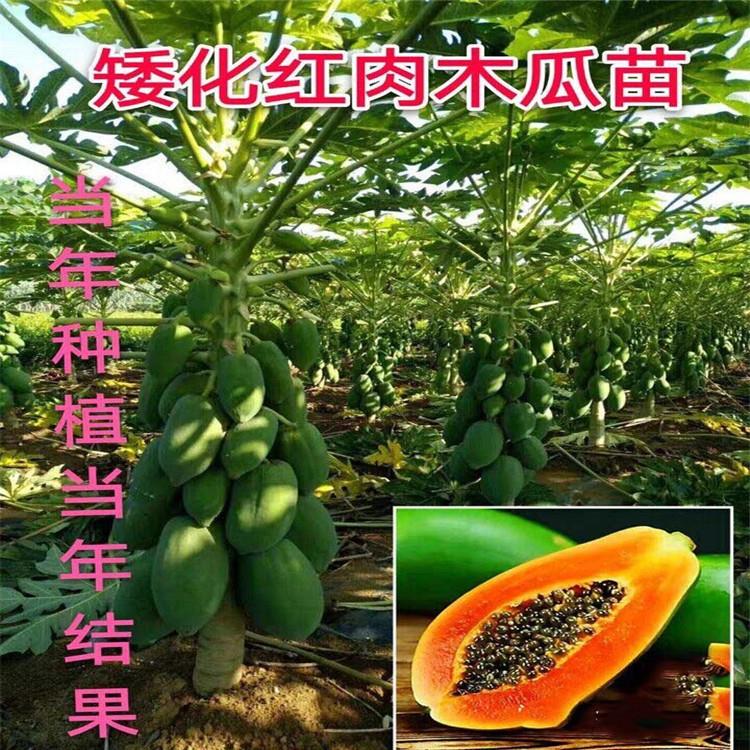 木瓜苗矮化红肉大青水果黄金木瓜树苗四季结果盆栽地栽南北方带土-图1