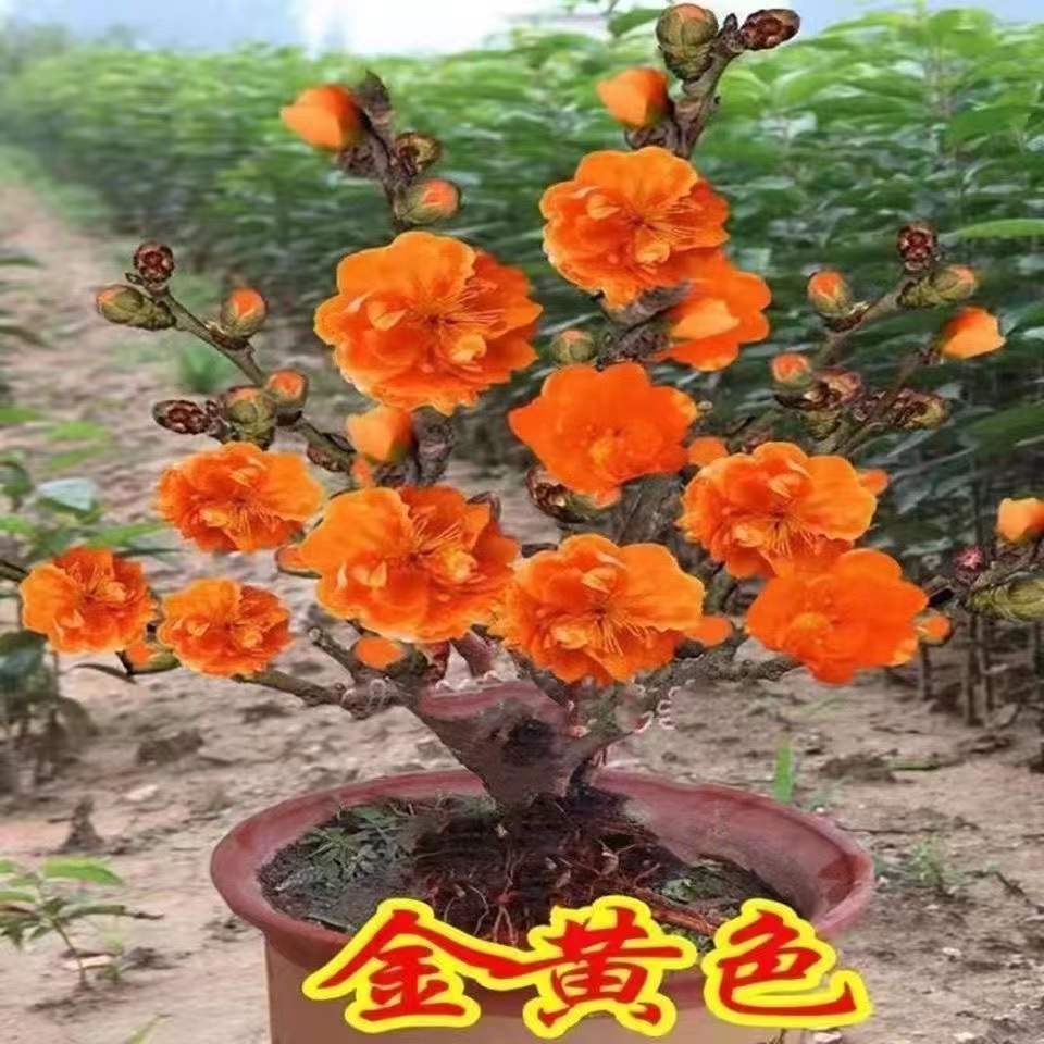 浓香型木槿花紫罗兰花驱蚊驱虫室内客厅花卉盆栽绿植四季开花 - 图0