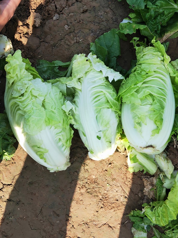 快菜种籽春夏秋冬季耐热娃娃菜小白菜种子四季盆栽蔬菜种孑青菜籽 - 图2