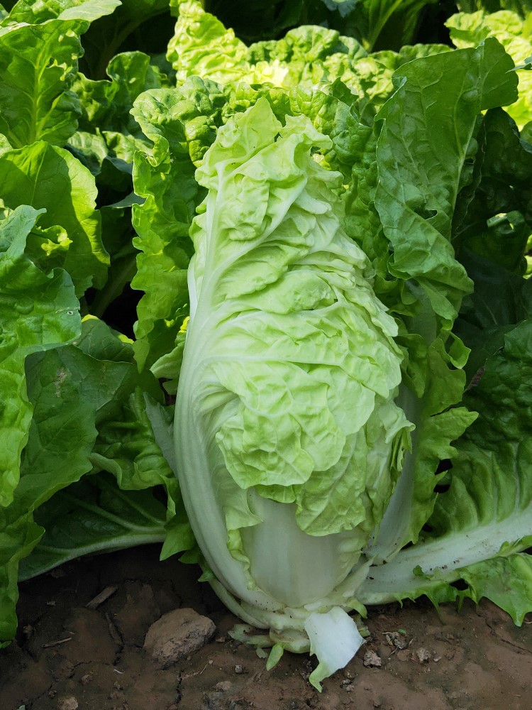 快菜种籽春夏秋冬季耐热娃娃菜小白菜种子四季盆栽蔬菜种孑青菜籽 - 图1