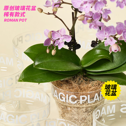 神奇植物蝴蝶兰盆栽带花苞花期长室内桌面乔迁生日送礼创意礼物 - 图2