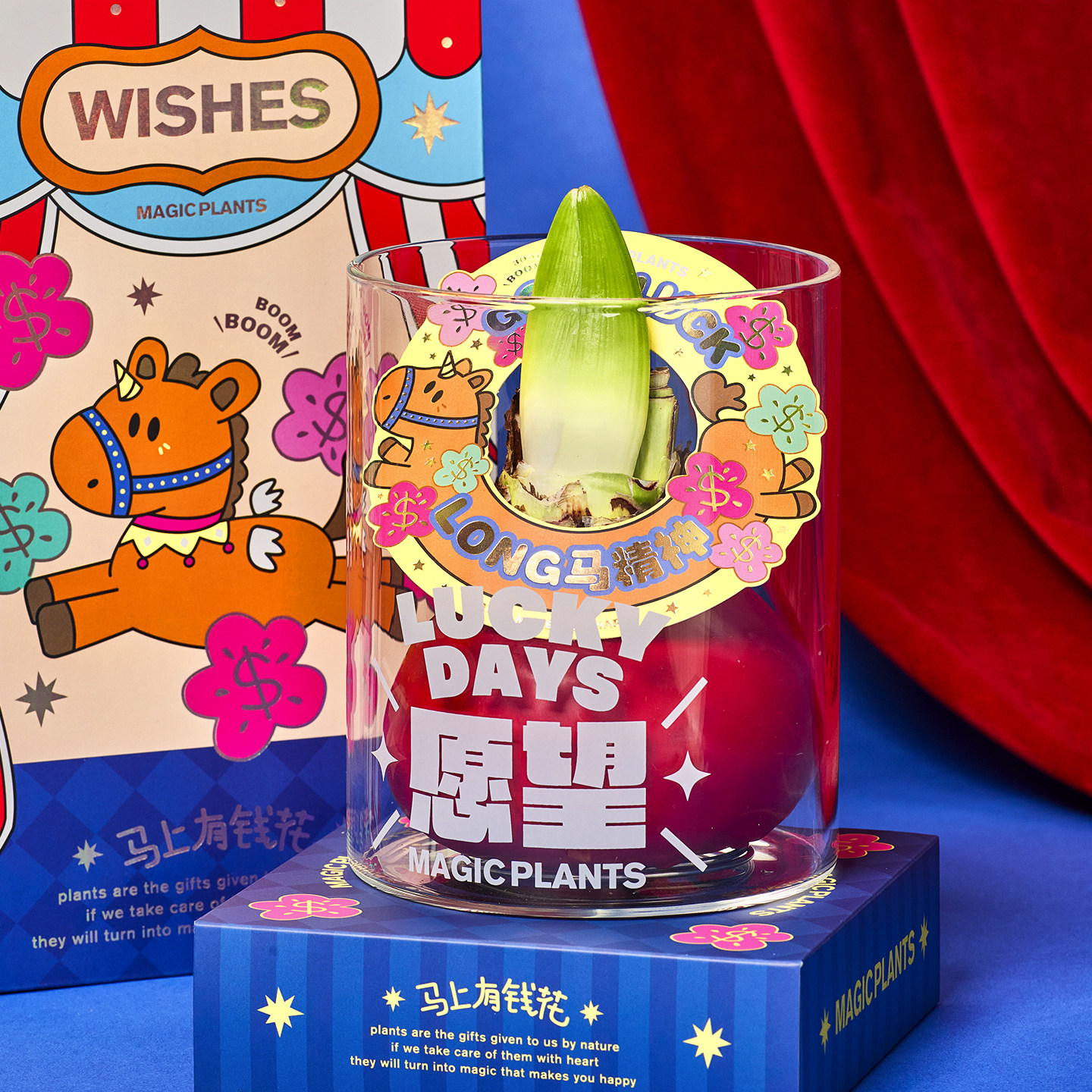 神奇植物蜡封朱顶红蜡球注定红懒人室内桌面植物年宵花新年礼物,淘宝优惠券,粉丝福利购,淘宝优惠卷