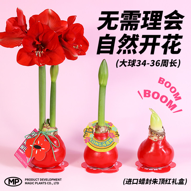 神奇植物蜡封朱顶红蜡球注定红懒人室内桌面植物年宵花新年礼物,淘宝优惠券,粉丝福利购,淘宝优惠卷