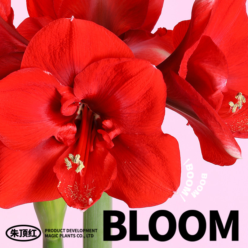 神奇植物蜡封朱顶红蜡球注定红懒人室内桌面植物年宵花新年礼物,淘宝优惠券,粉丝福利购,淘宝优惠卷