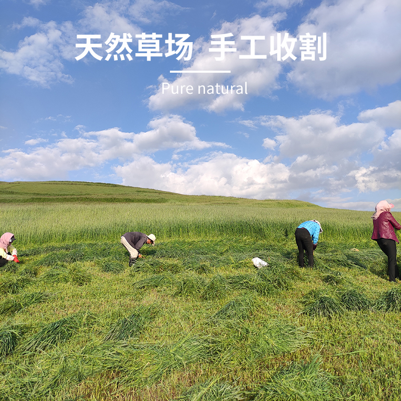 新23年烘干提摩西草精品北提干草兔子粮兔饲料荷兰猪龙猫牧草500g - 图0