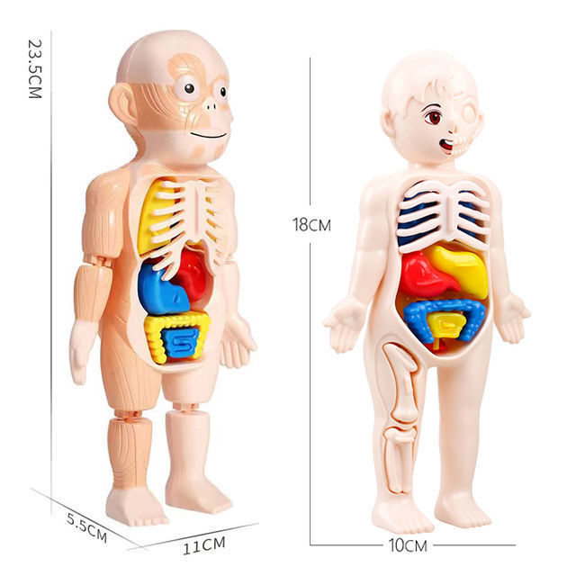 可拆卸拼装人体模型结构全身骨骼器官3d骨架医学解剖仿真儿童玩具 - 图3