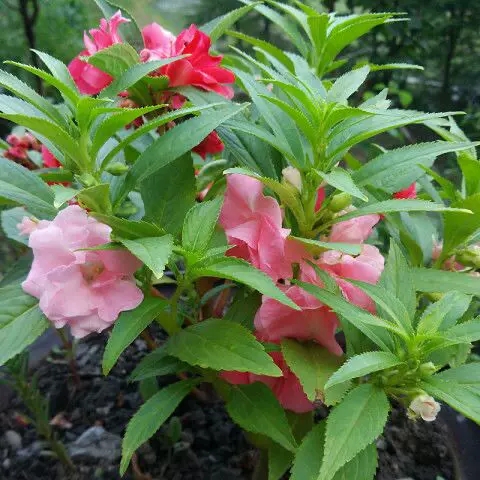 重瓣茶花凤仙花种子七彩指甲草指甲花盆栽四季开花易活花种籽子孑 - 图0