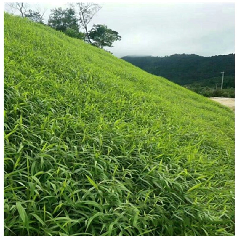 狗尾巴草草籽狗尾草猫咪草耐寒耐旱耐贫瘠观赏牧草四季青绿化草子 - 图3