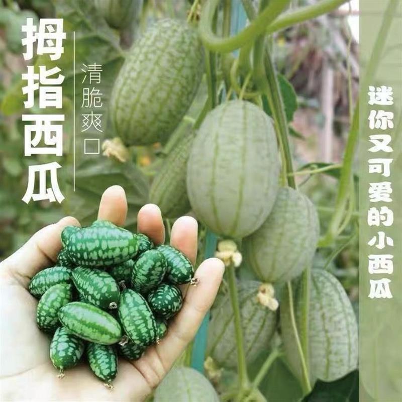 迷你拇指西瓜种子超甜西瓜种子可食用四季阳台盆栽小水果西瓜种子-图2