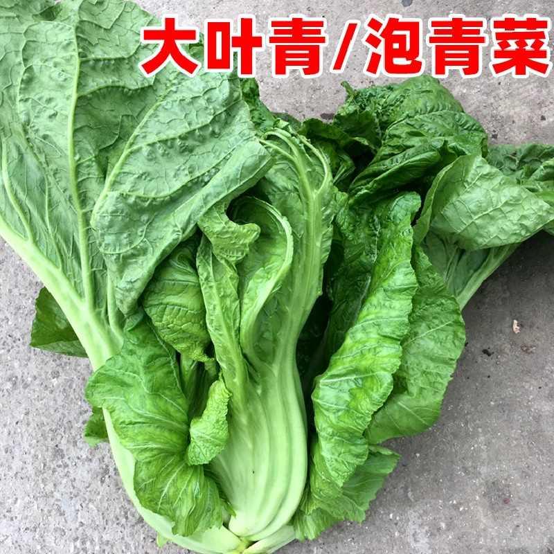 宽帮芥菜种子青菜泡菜榨菜种孑大叶宽梗早熟耐寒秋季庭院蔬菜种子 - 图1