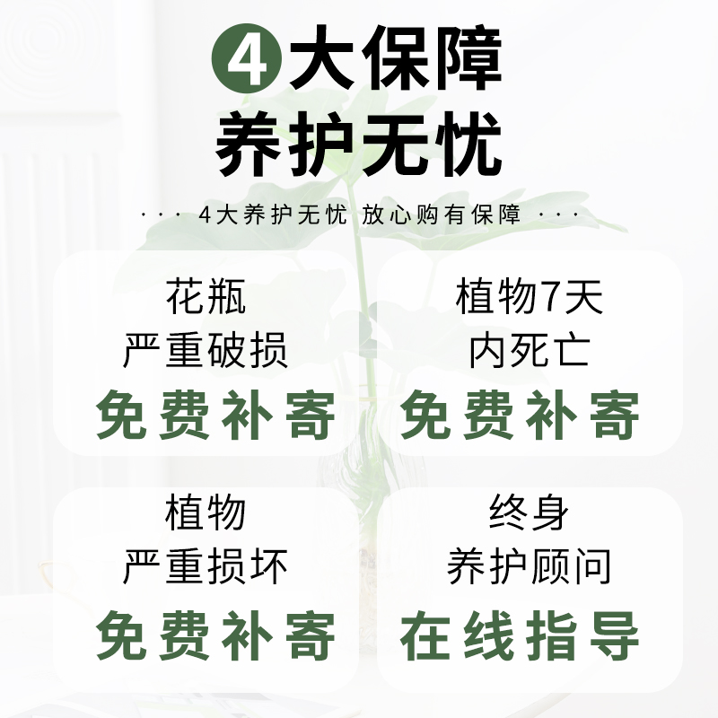 春羽水培植物盆栽室内绿植净化空气花卉四季好养办公室桌面小天使 - 图3