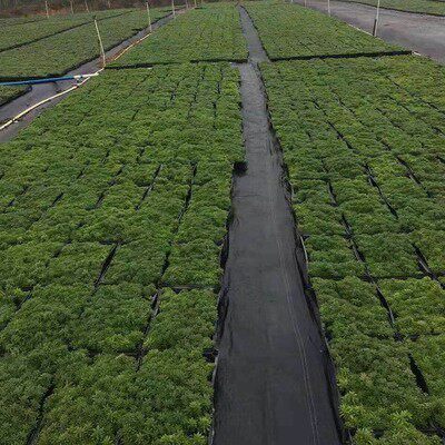 佛甲草种子佛甲草草籽 草坪种子楼顶屋顶绿化 耐热耐寒耐旱包成活 - 图3