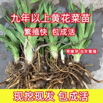 Yellow Flower Vegetable Fry Wild Yellow Flower Vegetable Cultivation Miao Golden Needle Vegetable Seedling Forgetaceae With Great Flowers And Herbs All Season Planting Bag Live