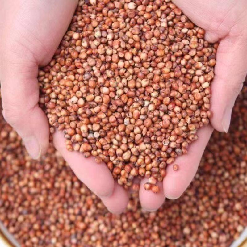 当季东北红高梁100斤装酿酒50斤未脱皮新高梁5斤喂鸽子饲料10kg,淘宝优惠券,粉丝福利购,淘宝优惠卷