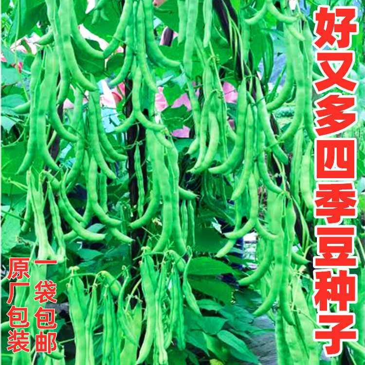 四季豆种子好又多青荚肉架豆菜豆角种籽四川春秋季农家田园蔬菜孑 - 图0