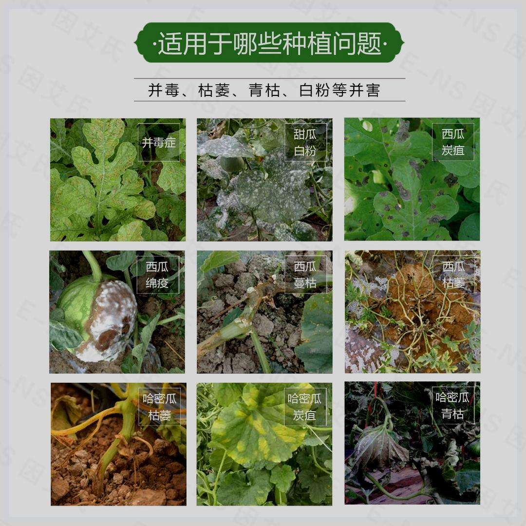 西瓜突击队防炭疽枯萎微生物制剂香瓜甜瓜专用哈密瓜萎微生物制剂-图2