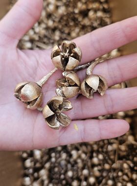 永生千层金松柏尤加利叶香薰滴胶蒲团干花真花叶子树枝配材装饰