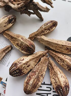 进口天然干花果实 无孔杨桃美式乡村装饰 软装布置植物干花挂饰