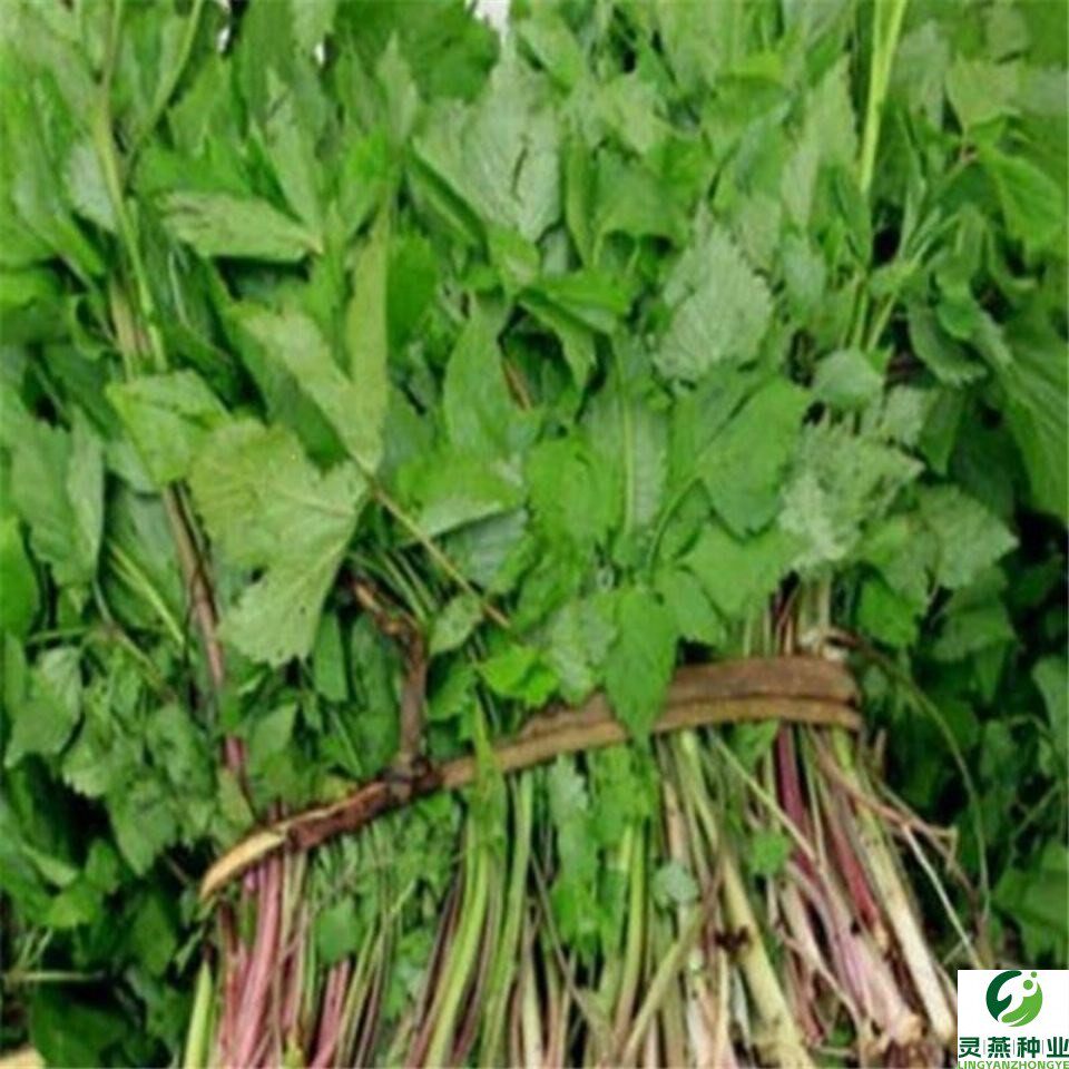 湖南野生水芹菜种苗种子阳台易种包邮现采现发野菜种子野芹菜种籽