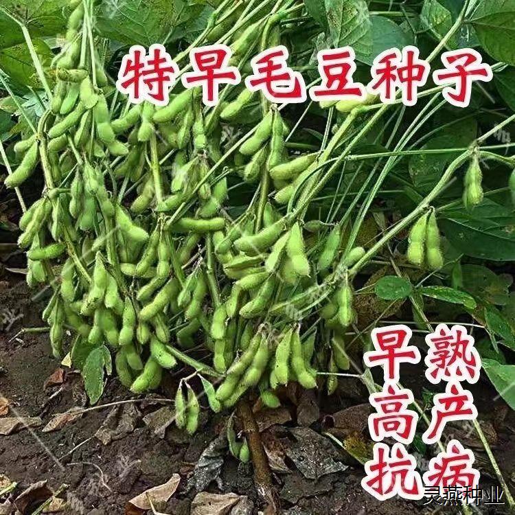 矮生大荚早熟青毛豆种子青皮黄豆高产绿宝石青绿大菜豆籽早熟 - 图1