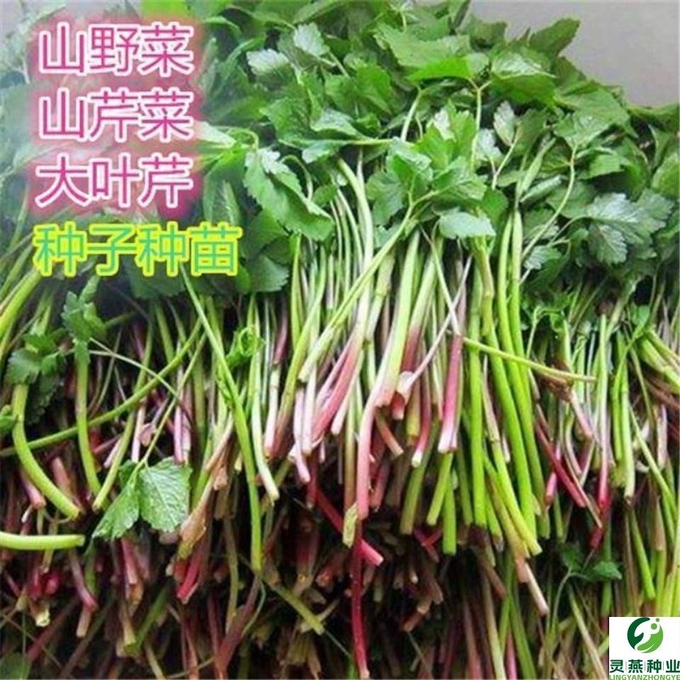 湖南野生水芹菜种苗种子阳台易种包邮现采现发野菜种子野芹菜种籽