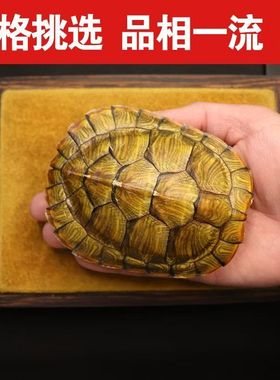 铜钱龟壳老式天然真乌龟壳