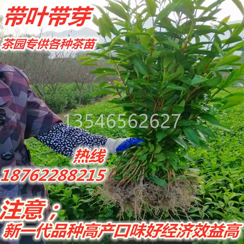 茶叶树苗茶叶种植苗茶叶苗大白茶叶树苗毛尖龙井碧螺春种植茶树苗 - 图1