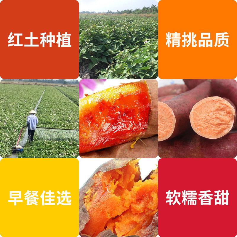 四川糖心新鲜9斤红心板栗蜜薯地瓜 唱果歌生鲜番薯