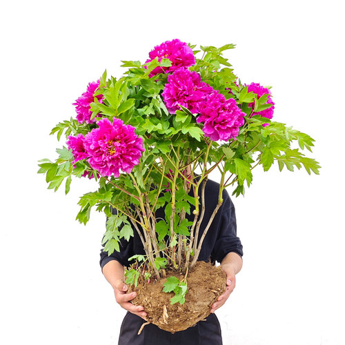 牡丹花苗花树苗盆栽洛阳正宗观赏耐寒花卉植物大苗庭院牡丹花老桩 - 图2