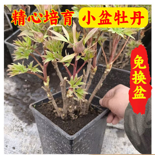 牡丹花盆栽正宗洛阳老桩带芽花大苗芍药种球花苞花卉牡丹树苗花苗 - 图2