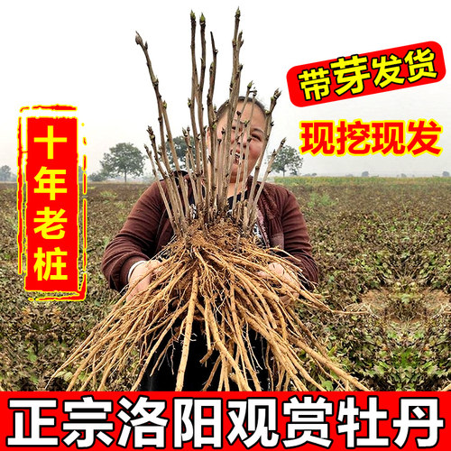 老桩洛阳正宗牡丹花树苗大苗名贵花庭院盆栽牧丹花卉牡丹花苗正品 - 图0