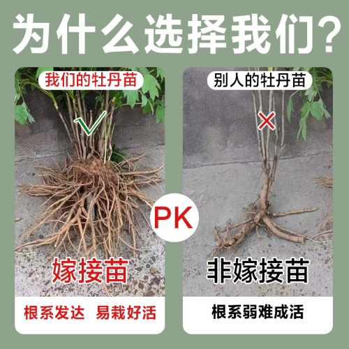 牡丹花树苗盆栽大苗洛阳正宗带花苞牡丹花种四季重瓣花卉牡丹花苗