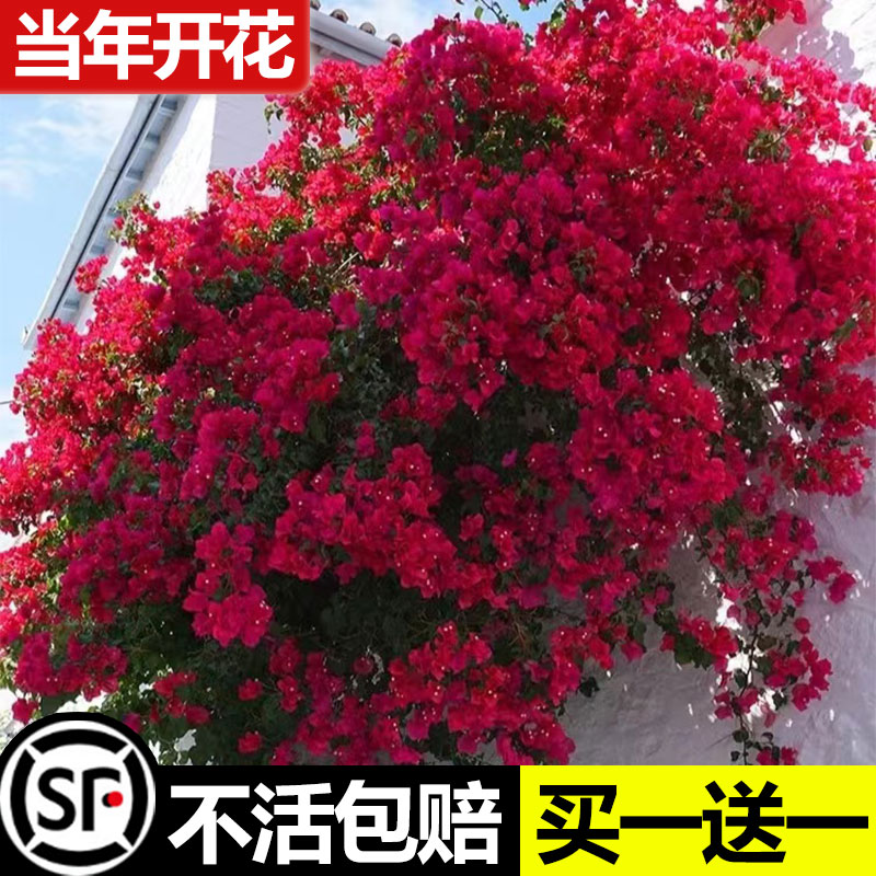 重瓣三角梅盆栽花苗特大爬藤植物巴西室内外阳台庭院好养易活花卉-图2