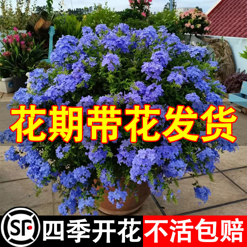 蓝雪花盆栽大苗棒棒糖花卉月季带花苞植物室内花爬藤四季开花好养 - 图2