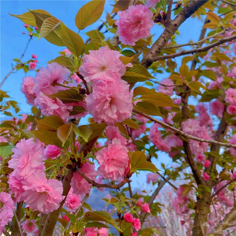 高杆樱花树苗别墅庭院盆栽耐寒大型绿化风景树嫁接日本晚樱花小苗-图1