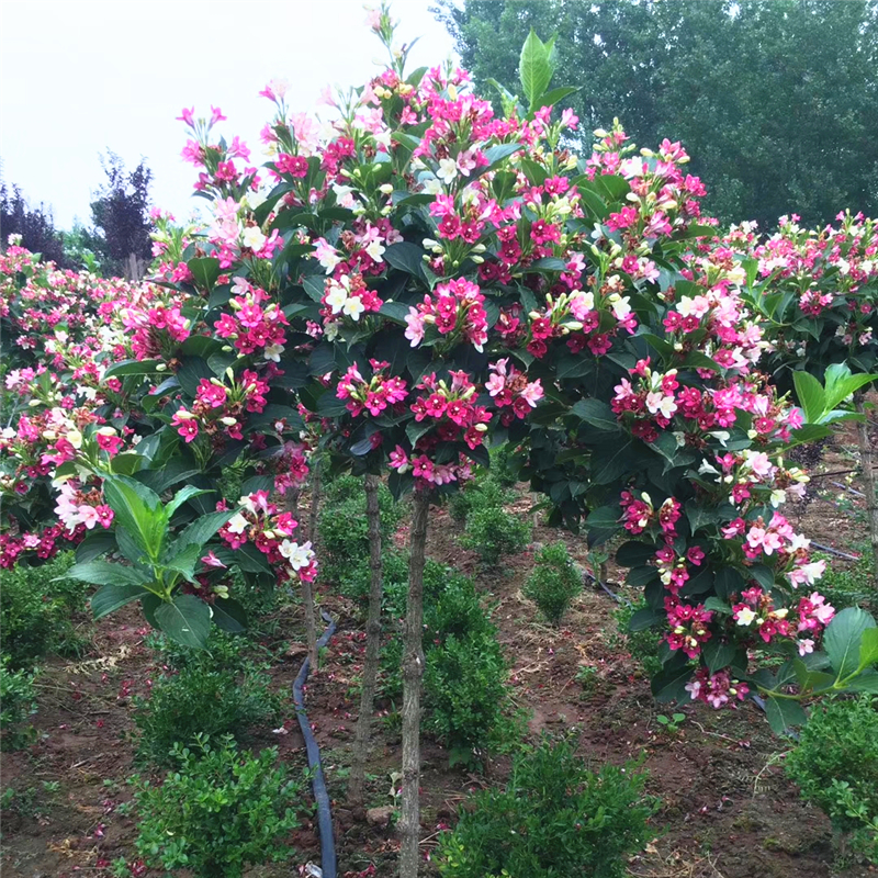 五彩锦带花树苗盆栽锦带小苗庭院大型耐寒风景树高杆五彩锦带树苗-图0