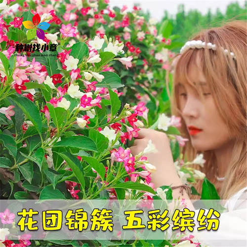 五彩锦带花树苗盆栽锦带小苗庭院大型耐寒风景树高杆五彩锦带树苗 - 图2
