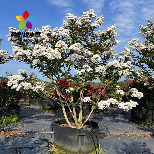 丛生紫薇树苗庭院大型耐寒绿化风景树美国红火箭盆栽丛林紫薇花树 - 图3