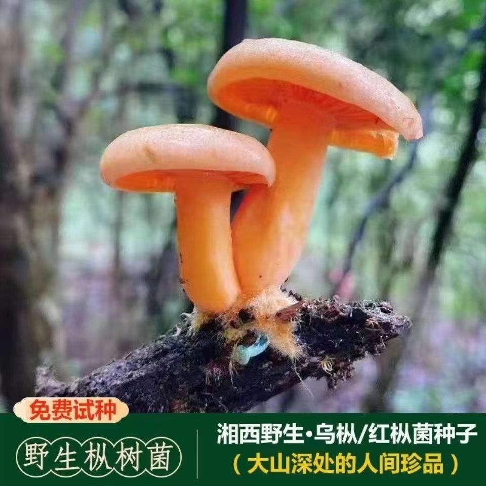 野生乌纵菌原种菌包   黄枞菌 松纵菌松菇人工种植菌包菌种家种 - 图1