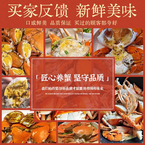 正宗三门青蟹鲜活特大公母螃蟹处子蟹肉蟹礼盒猷蠓2斤装共3-5只 - 图3