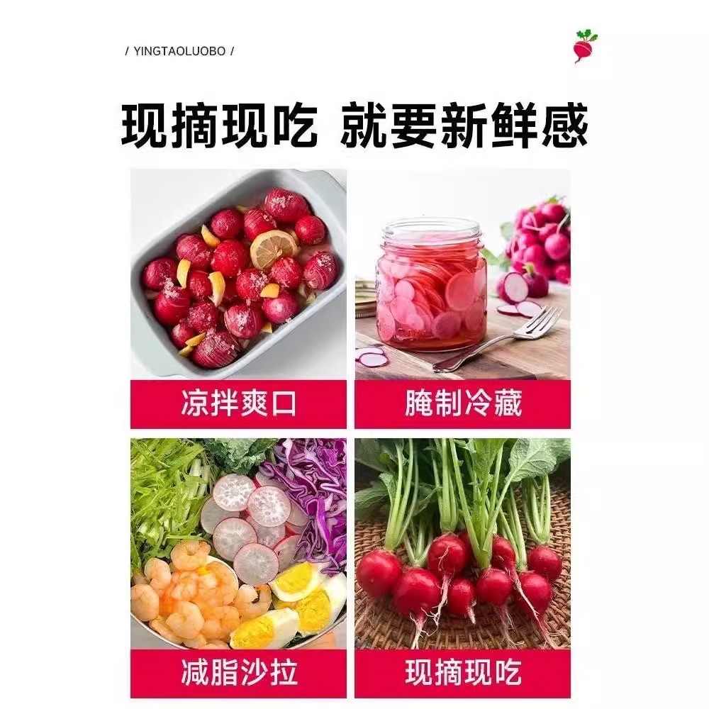 水果樱桃萝卜种籽四季阳台盆栽生吃凤梨春秋红白小萝卜蔬菜种孑苗 - 图2