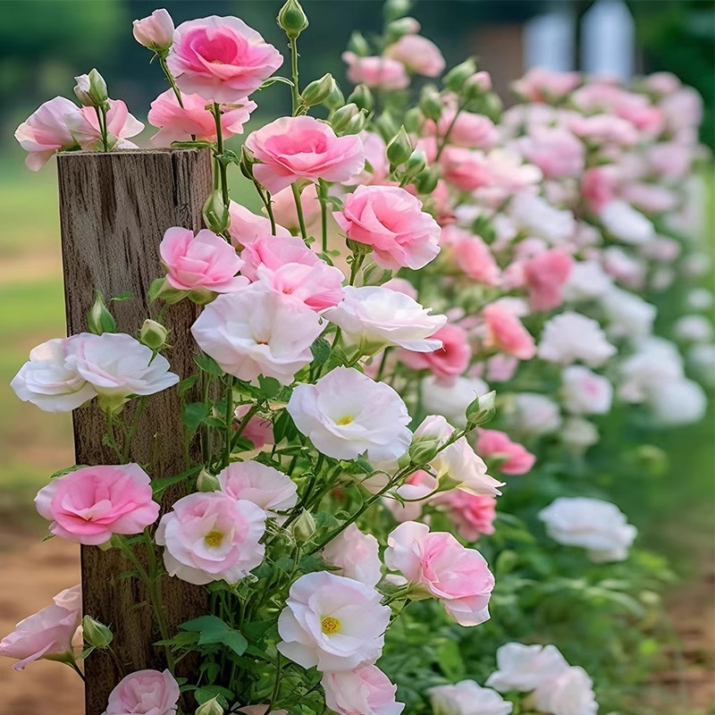 重瓣洋桔梗花种子四季春秋播种室内盆栽花卉室内外开花植物花种籽 - 图0