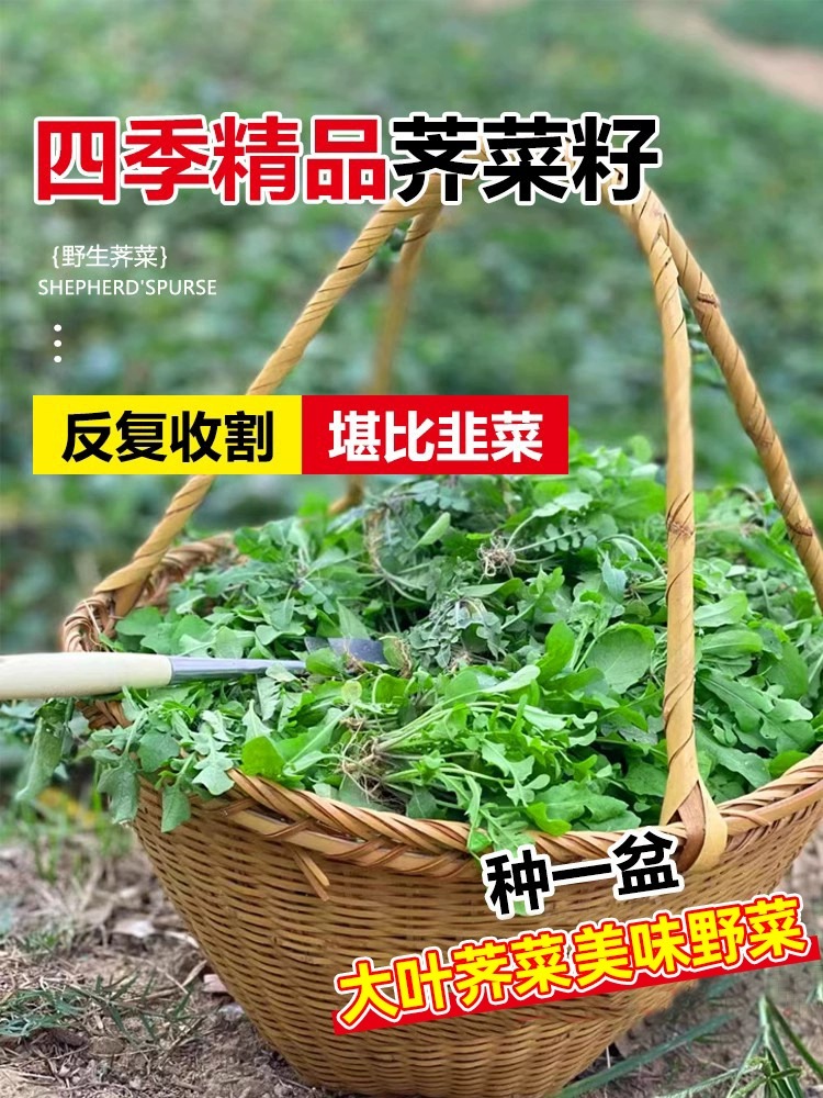 荠荠菜种子农家纯野生四季春大叶芥菜种籽食用盆栽蔬菜种孑秋冬播 - 图0