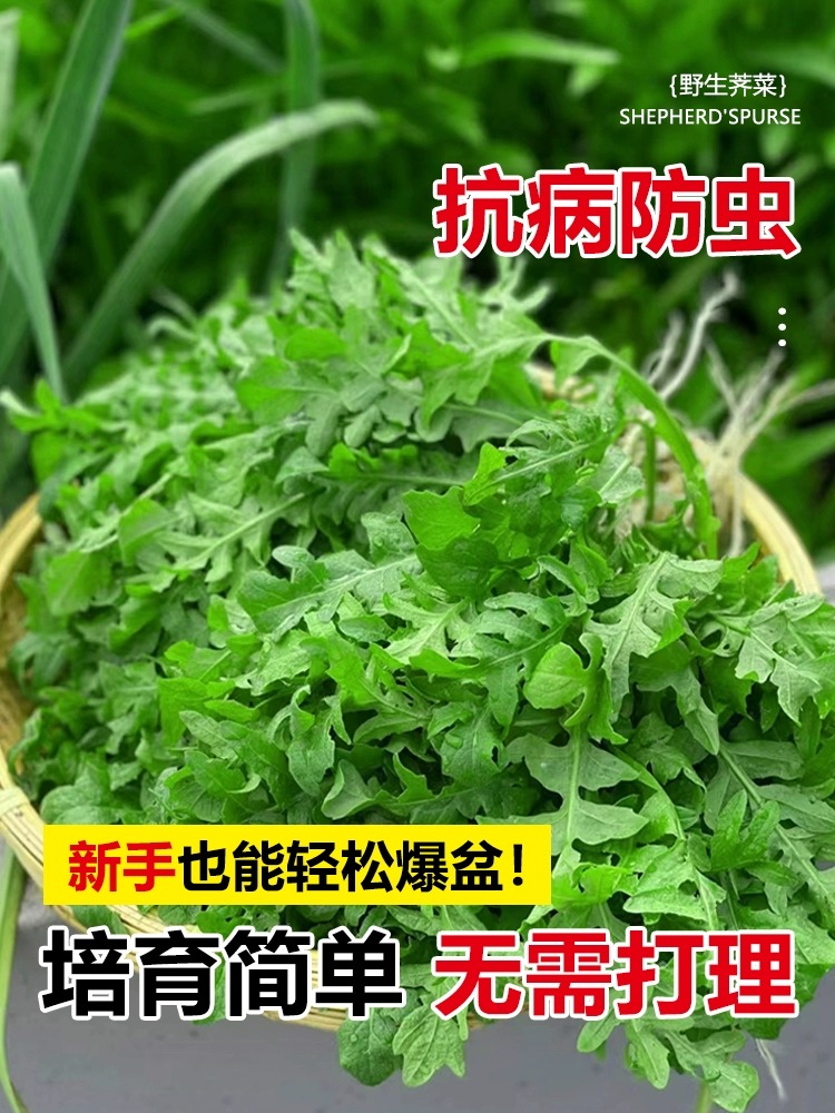 荠荠菜种子农家纯野生四季春大叶芥菜种籽食用盆栽蔬菜种孑秋冬播 - 图1